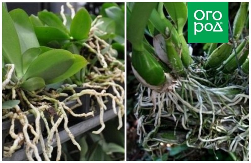 Пошаговое руководство: как размножить орхидеи в домашних условиях